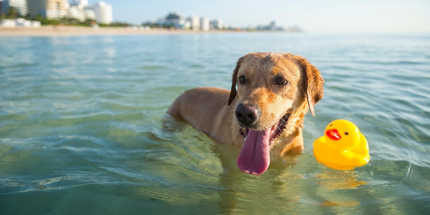 Professional dog trainer working with a happy dog in Miami