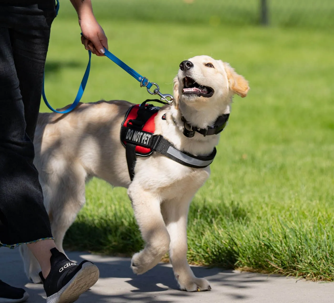 Service dog in training vest performing a task