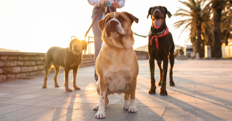 Dog sitting attentively during obedience training session